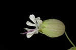 Balkan catchfly